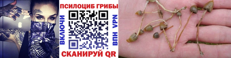 Псилоцибиновые грибы Cubensis  наркота  Кириллов 